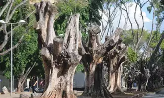 ficus destruídos por praga
