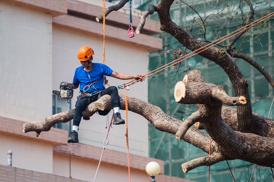 Arborista em cima de árvore com motosserra realizando poda urbana profissional